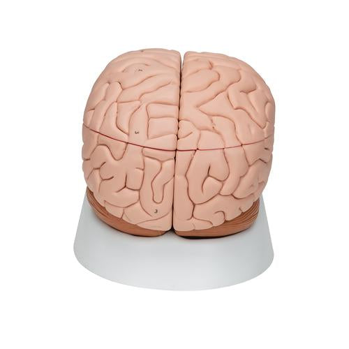 Image 5 - HUMAN BRAIN MODEL, 8 PART - 3B SMART ANATOMY