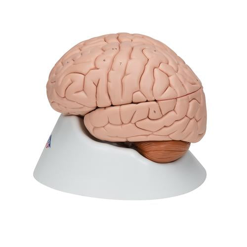 Image 6 - HUMAN BRAIN MODEL, 8 PART - 3B SMART ANATOMY