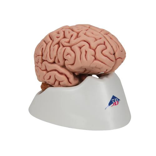 Image 3 - CLASSIC HUMAN BRAIN MODEL, 5 PART - 3B SMART ANATOMY