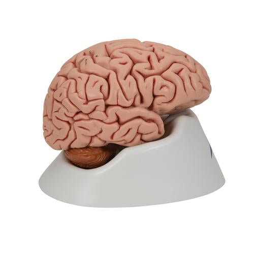 Image 4 - CLASSIC HUMAN BRAIN MODEL, 5 PART - 3B SMART ANATOMY