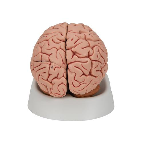 Image 5 - CLASSIC HUMAN BRAIN MODEL, 5 PART - 3B SMART ANATOMY