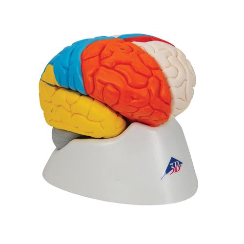 Image 3 - HUMAN NEURO-ANATOMICAL BRAIN MODEL, 8 PART - 3B SMART ANATOMY