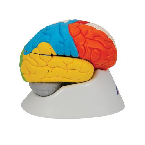 Image 4 - HUMAN NEURO-ANATOMICAL BRAIN MODEL, 8 PART - 3B SMART ANATOMY