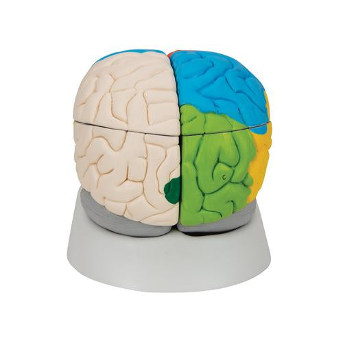 Image 5 - HUMAN NEURO-ANATOMICAL BRAIN MODEL, 8 PART - 3B SMART ANATOMY