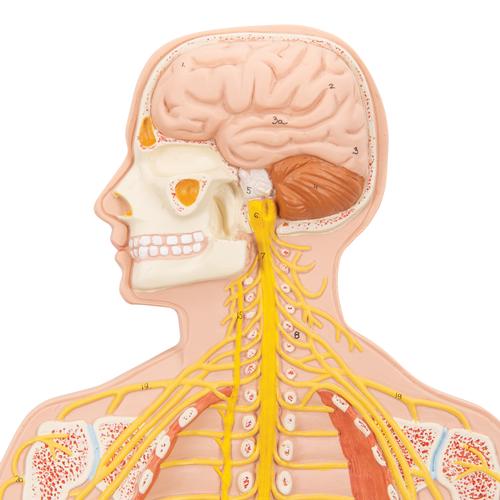 Image 3 - HUMAN NERVOUS SYSTEM MODEL, 1/2 LIFE-SIZE - 3B SMART ANATOMY