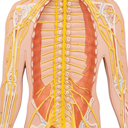 Image 4 - HUMAN NERVOUS SYSTEM MODEL, 1/2 LIFE-SIZE - 3B SMART ANATOMY