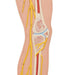 Image 5 - HUMAN NERVOUS SYSTEM MODEL, 1/2 LIFE-SIZE - 3B SMART ANATOMY