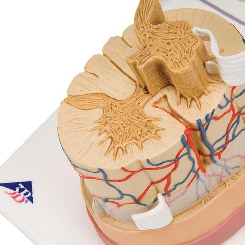 Image 3 - HUMAN SPINAL CORD MODEL, 5 TIMES LIFE-SIZE - 3B SMART ANATOMY