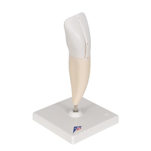 Image 3 - LOWER INCISOR HUMAN TOOTH MODEL, 2 PART - 3B SMART ANATOMY