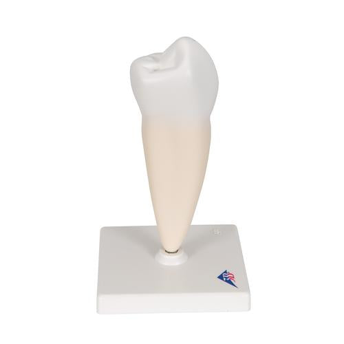 Image 4 - LOWER SINGLE-ROOT PRE-MOLAR HUMAN TOOTH MODEL - 3B SMART ANATOMY