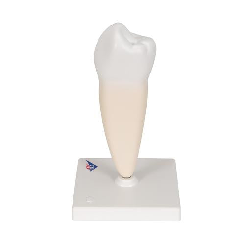 Image 6 - LOWER SINGLE-ROOT PRE-MOLAR HUMAN TOOTH MODEL - 3B SMART ANATOMY