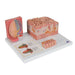 Image 3 - 3B MICROANATOMY™ HUMAN TONGUE MODEL - 3B SMART ANATOMY