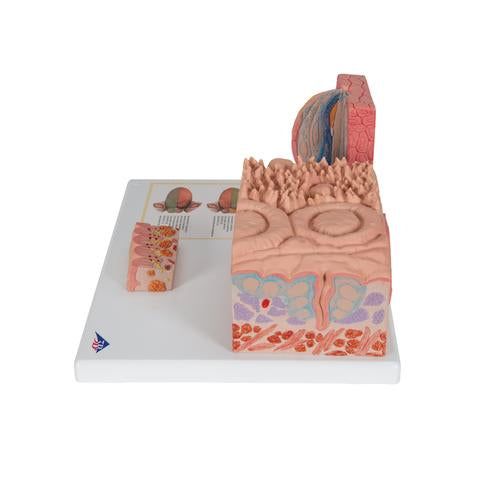 Image 5 - 3B MICROANATOMY™ HUMAN TONGUE MODEL - 3B SMART ANATOMY