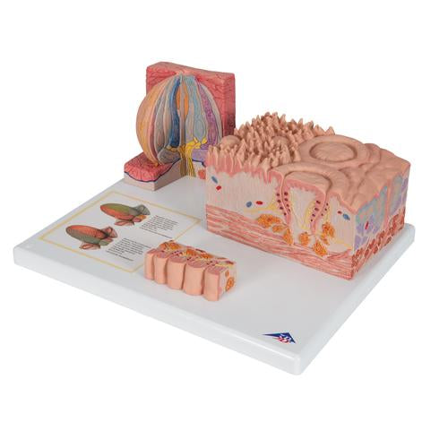 Image 6 - 3B MICROANATOMY™ HUMAN TONGUE MODEL - 3B SMART ANATOMY