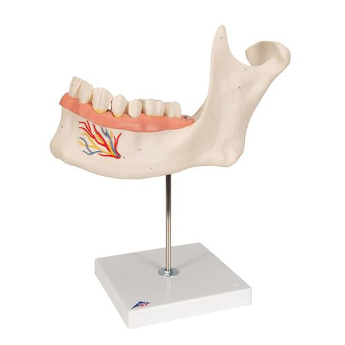 Image 3 - HALF LOWER HUMAN JAW MODEL, 3 TIMES FULL-SIZE, 6 PART - 3B SMART ANATOMY