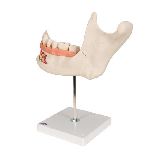 Image 6 - HALF LOWER HUMAN JAW MODEL, 3 TIMES FULL-SIZE, 6 PART - 3B SMART ANATOMY