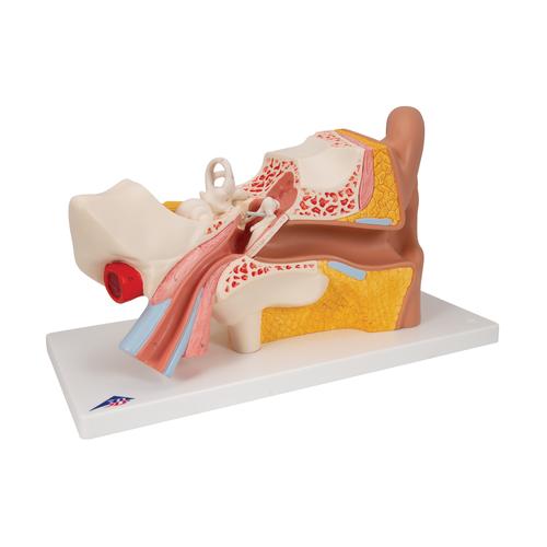 Image 3 - HUMAN EAR MODEL, 3 TIMES LIFE-SIZE, 4 PART - 3B SMART ANATOMY