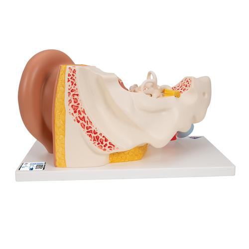 Image 4 - HUMAN EAR MODEL, 3 TIMES LIFE-SIZE, 4 PART - 3B SMART ANATOMY