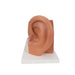 Image 5 - HUMAN EAR MODEL, 3 TIMES LIFE-SIZE, 4 PART - 3B SMART ANATOMY