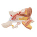 Image 4 - HUMAN EAR MODEL, 3 TIMES LIFE-SIZE, 6 PART - 3B SMART ANATOMY