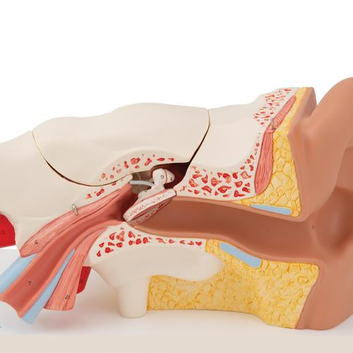 Image 5 - HUMAN EAR MODEL, 3 TIMES LIFE-SIZE, 6 PART - 3B SMART ANATOMY