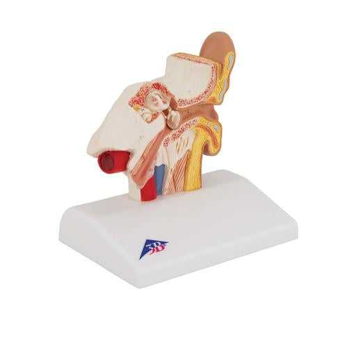 Image 3 - HUMAN EAR MODEL FOR DESKTOP, 1.5 TIMES LIFE-SIZE - 3B SMART ANATOMY