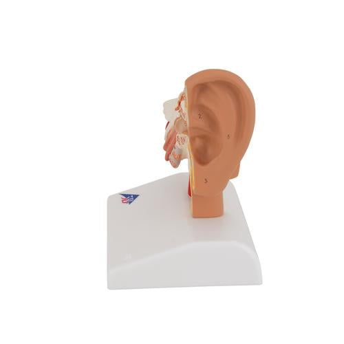 Image 6 - HUMAN EAR MODEL FOR DESKTOP, 1.5 TIMES LIFE-SIZE - 3B SMART ANATOMY