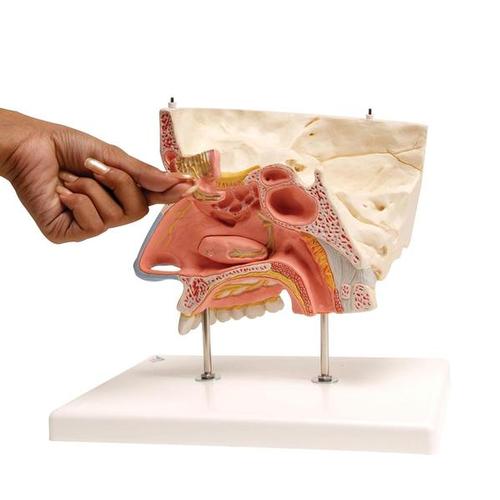 Image 3 - HUMAN NOSE MODEL WITH PARANASAL SINUSES, 5 PART - 3B SMART ANATOMY