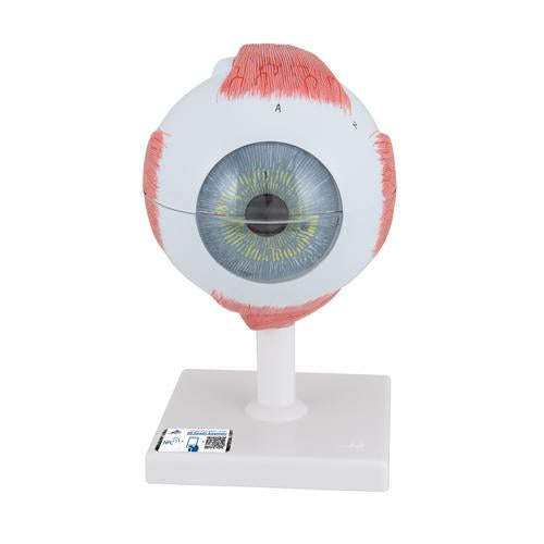 Human Eye Module Human Eye Model, 5 times Full-Size, 6 part - 3B Smart Anatomy — Health ...
