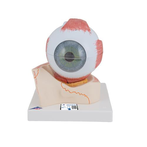 Human Eye Model, 5 times Full-Size, 7 part - 3B Smart Anatomy — Health ...