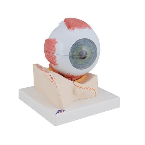 Image 3 - HUMAN EYE MODEL, 5 TIMES FULL-SIZE, 7 PART - 3B SMART ANATOMY