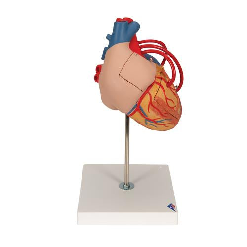 Image 4 - HUMAN HEART MODEL WITH BYPASS, 2 TIMES LIFE-SIZE, 4 PART - 3B SMART ANATOMY