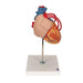 Image 4 - HUMAN HEART MODEL WITH BYPASS, 2 TIMES LIFE-SIZE, 4 PART - 3B SMART ANATOMY