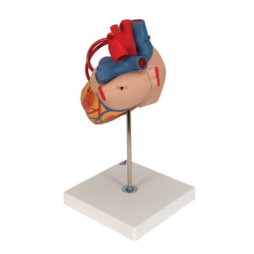 Image 6 - HUMAN HEART MODEL WITH BYPASS, 2 TIMES LIFE-SIZE, 4 PART - 3B SMART ANATOMY