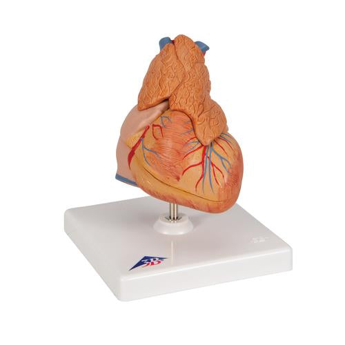 Image 3 - CLASSIC HUMAN HEART MODEL WITH THYMUS, 3 PART - 3B SMART ANATOMY