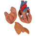 Image 6 - CLASSIC HUMAN HEART MODEL WITH THYMUS, 3 PART - 3B SMART ANATOMY