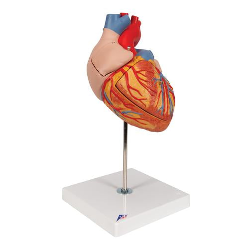 Image 3 - HUMAN HEART MODEL, 2-TIMES LIFE-SIZE, 4 PART - 3B SMART ANATOMY