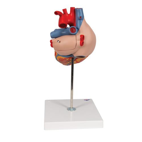 Image 4 - HUMAN HEART MODEL, 2-TIMES LIFE-SIZE, 4 PART - 3B SMART ANATOMY