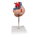 Image 4 - HUMAN HEART MODEL, 2-TIMES LIFE-SIZE, 4 PART - 3B SMART ANATOMY