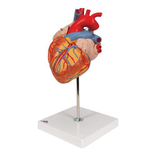 Image 5 - HUMAN HEART MODEL, 2-TIMES LIFE-SIZE, 4 PART - 3B SMART ANATOMY