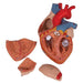 Image 6 - HUMAN HEART MODEL, 2-TIMES LIFE-SIZE, 4 PART - 3B SMART ANATOMY