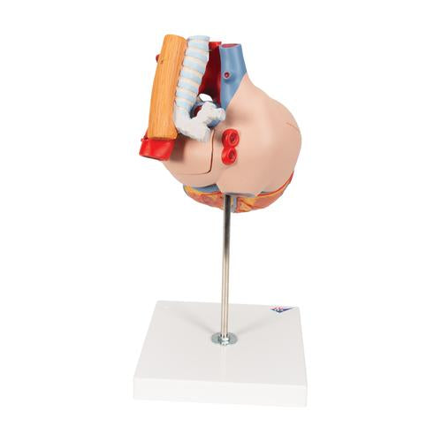 Image 3 - HUMAN HEART MODEL WITH ESOPHAGUS AND TRACHEA, 2 TIMES LIFE-SIZE, 5 PART - 3B SMART ANATOMY