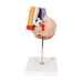 Image 3 - HUMAN HEART MODEL WITH ESOPHAGUS AND TRACHEA, 2 TIMES LIFE-SIZE, 5 PART - 3B SMART ANATOMY