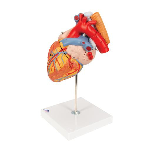 Image 4 - HUMAN HEART MODEL WITH ESOPHAGUS AND TRACHEA, 2 TIMES LIFE-SIZE, 5 PART - 3B SMART ANATOMY