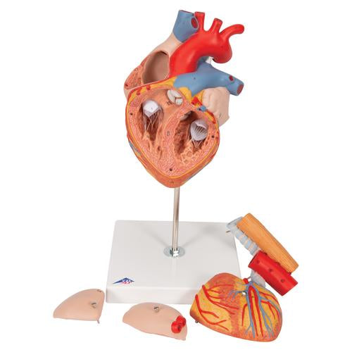 Image 5 - HUMAN HEART MODEL WITH ESOPHAGUS AND TRACHEA, 2 TIMES LIFE-SIZE, 5 PART - 3B SMART ANATOMY