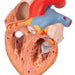 Image 6 - HUMAN HEART MODEL WITH ESOPHAGUS AND TRACHEA, 2 TIMES LIFE-SIZE, 5 PART - 3B SMART ANATOMY