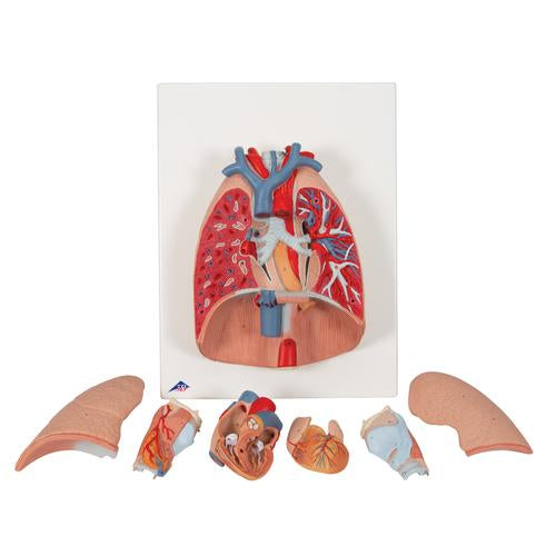 Image 3 - HUMAN LUNG MODEL WITH LARYNX, 7 PART - 3B SMART ANATOMY