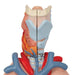 Image 4 - HUMAN LUNG MODEL WITH LARYNX, 7 PART - 3B SMART ANATOMY