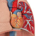 Image 5 - HUMAN LUNG MODEL WITH LARYNX, 7 PART - 3B SMART ANATOMY