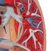 Image 6 - HUMAN LUNG MODEL WITH LARYNX, 7 PART - 3B SMART ANATOMY